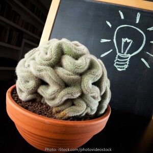 Plant intelligence  Our 5 senses + 15 more - Lindau Nobel Laureate Meetings